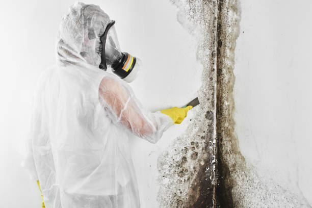Best Home Mold Removal  in Valley Mills, TX