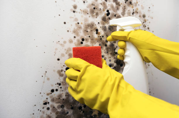 Best Mold Remediation  in Valley Mills, TX